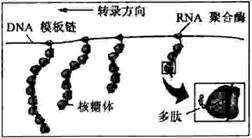 一天完成对啮齿类动物大脑的标记，新技术高效标记细胞蛋白质